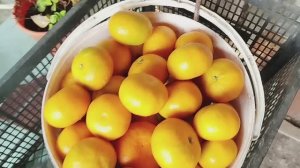 Все ради дядьки)