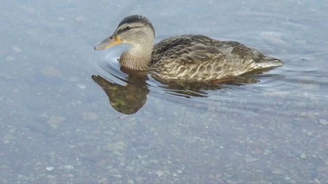 Чусовая 2025. смотреть онлайн