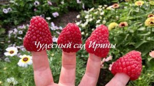Чудесный сад Ирины. Ремонтантная малина Карамелька