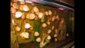 Привет Андрей! Или Андрей с "приветом"!