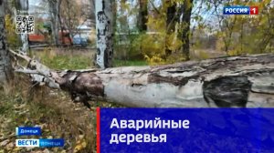 Аварийные деревья