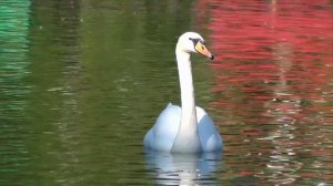 белый лебедь на пруду