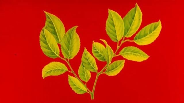 Для чего деревьям листья? смотреть онлайн