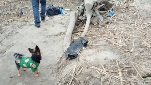 Рыбалка 05.11.25. р. Северский Донец