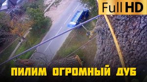 Пилим огромный дуб диаметром целых 2 метра | Часть 2 | Спил деревьев в Абинском районе