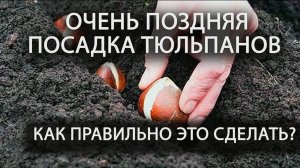 Поздняя посадка тюльпанов