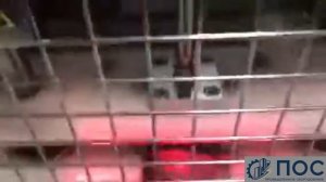 Головоруб пневматический на 1 рабочее место.