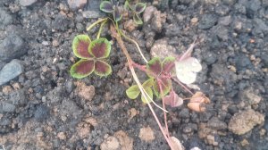 07.11.2025 Покупки и некоторые идея для цветника