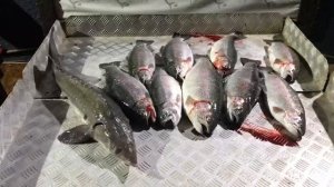 хороший улов на малом водоёме