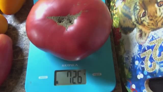 Томат Малиновый Болгарский гигант понравится любителям крупных мясистых помидор. №1042. Дегустация.