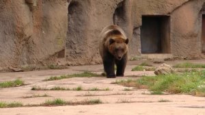 Ребята и зверята. Зимняя спячка 08.11.2025