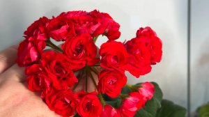 МАЛО КТО ЗНАЕТ ЧТО ТОЛЬКО ТАКИМ СПОСОБОМ ГЕРАНЬ ЗИМОЙ ЗАЦВЕТАЕТ