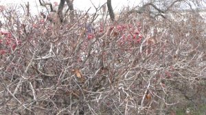 4 С. Рахманинов, А. Кольцов. "Два прощания". Дмитрий Степанович и Евгения Малеева