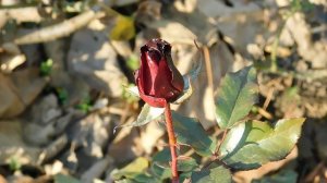 06=11=2025 кмр   ПВН  (38)