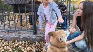 вау собака вадваре