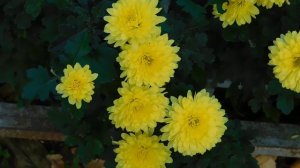 06=11=2025 кмр   ПВН  (20)