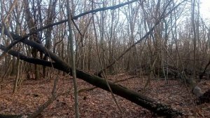 Почему Набиулину больше не ругают за оставленные деньги