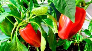 А ты знаешь название овощей? Учим овощи для детей. Развивающие видео