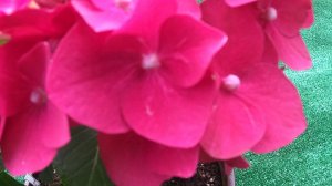 Осеннее черенкование крупнолистной гортензии