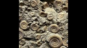 фон прошлого.mp4