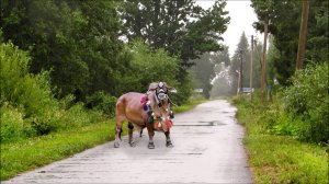 Морось в августе