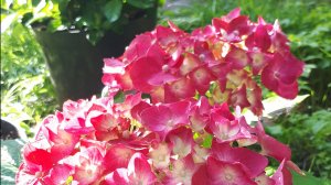 Как поживают мои черенки крупнолистной гортензии? Черенковала в сентябре.