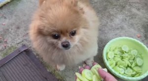 Огурчики всегда на ура идут.