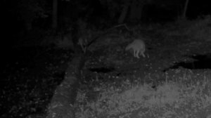 🐺🐺🐺 видео фото ловушки.