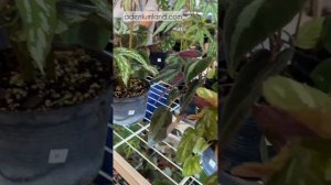 Бегонии на выставке в Бангкоке BIEPSS-15