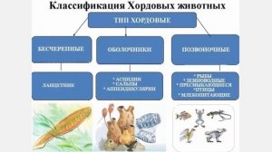 Хордовые 1  Общая характеристика хордовых