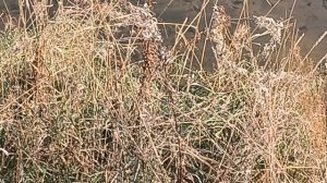 Река Чукша,Чуна,Зермовка/Кормим диких уток/