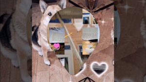 1000039510.mp4 (Собака смотрит на монтаж электропроводки ( по аварийным ситуациям ) в доме А-фрейм)