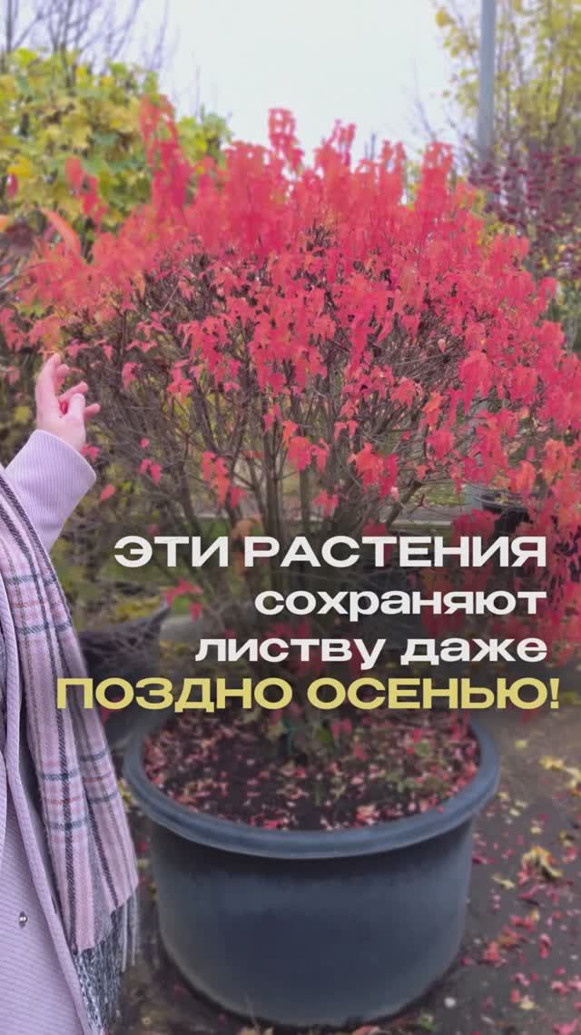 Эти растения сохраняют листву осенью дольше всех.