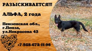 Пропала собака! АЛЬФА. 2 года. Пензенская обл,  г. Пенза