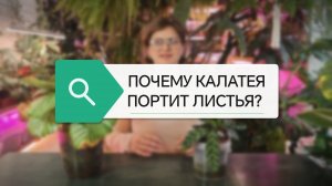 ПОЧЕМУ КАЛАТЕЯ ПОРТИТ ЛИСТЬЯ
