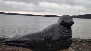 Памятник Ладожской нерпе в городе Сортавала