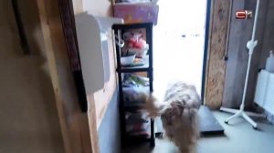 В Сургуте волонтеры шьют носки из собачьей шерсти для бойцов СВО