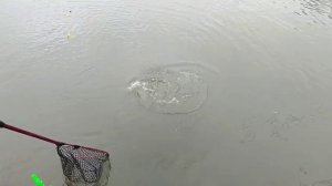 Форелька на резину