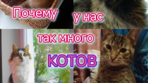 Почему у нас так много КОТОВ/История появления каждого КОТА/Простой УЖИН/Домашний влог/Пеленгас