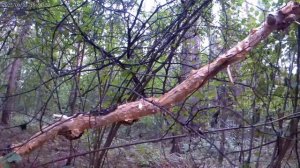 Следы невиданных зверей.mp4