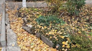 Дела дачные. Ноябрь. Листопад.