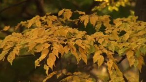 Знаешь, а золото греет.А.Бахмат