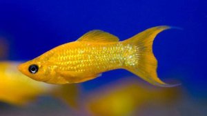 Молли жёлтая, белая лира