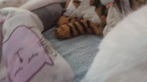 самый не придсказуи́мыи́ кот