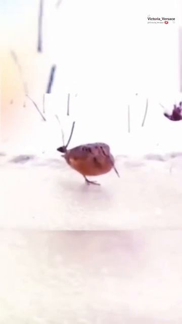 Птица танцует очень смешно танец 👍😃😁#птица смотреть онлайн