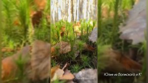 Золотая осень под Питером✅