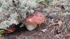 На пару часов в лес, за белым грибом, на жарёху.