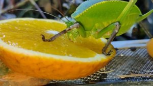 Чем кормить зимой гигантских кузнечиков? Новогвинейский кузнечик ест апельсин