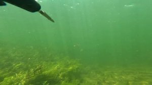 Подводная охота на сазана, змееголова, судака в Казахстане