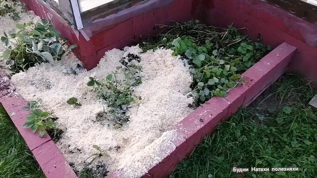 Подготовка к зиме! Обрезаем ежевику. Прогулка по участку.